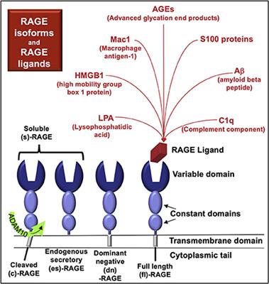 Frontiers RAGE pathway activation and function in chronic kidney